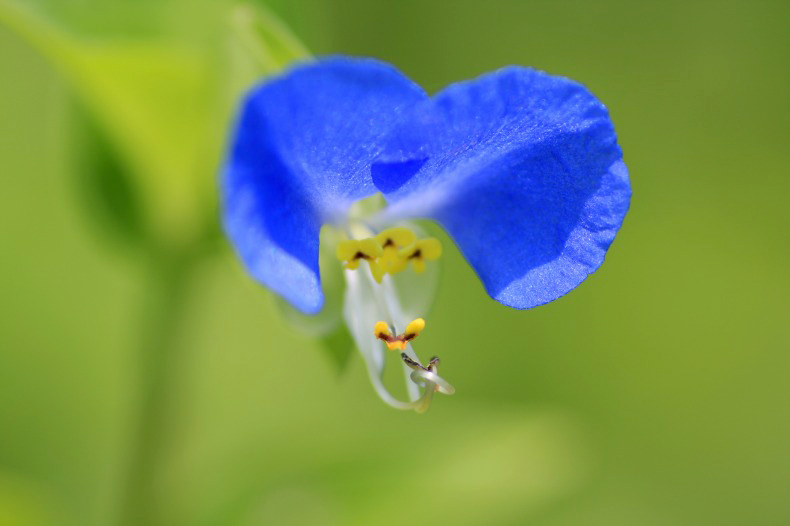 　　　花写　11