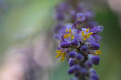 　　　華花　5