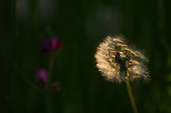 　　　夕陽に煌めく