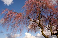 さくら 桜 櫻　(6