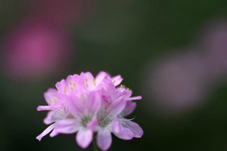 　　　花想い　13