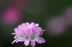　　　花想い　13