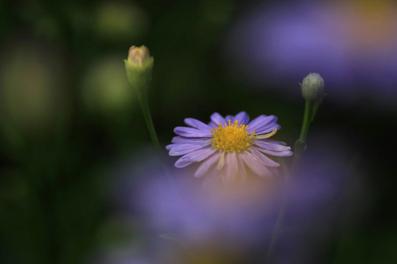 　　　花想い