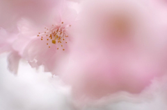 　　花ぐもり