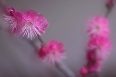 花写　(40　　梅