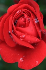 　　　花摘み　1
