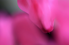 　　花思い　11