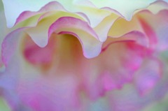 　　　花びらのワルツ