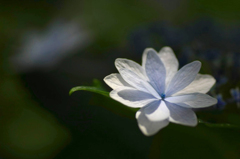 　紫陽花の詩　6