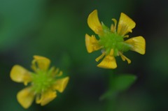 　　　花野辺　　17