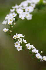 　　　花の歳時記　5