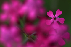 　　　花一輪