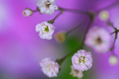 　　　愛でる
