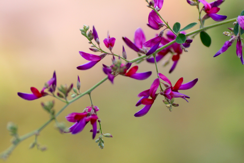 　　野辺の花　8