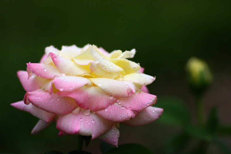 　　　　薔薇の回廊　　　3　