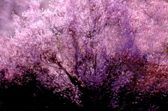 さくら 桜 櫻　(9