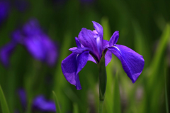 　　　初夏の花　　2