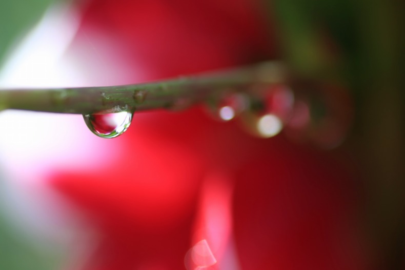 　　　花雫　　6