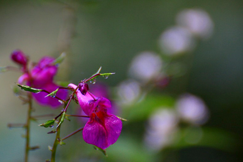 　　　道端に咲いて　　2