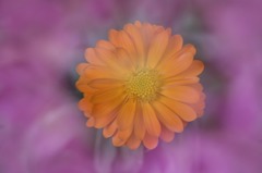 花写　(7