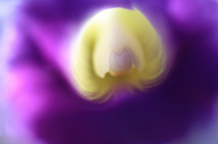 　　花に思いを寄せて　2 