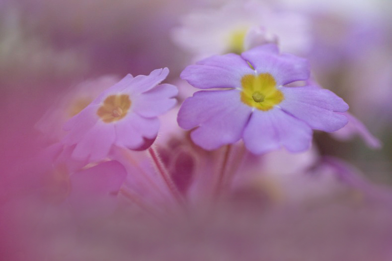 　　花に思いを寄せて　5 