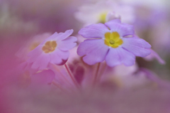 　　花に思いを寄せて　5 