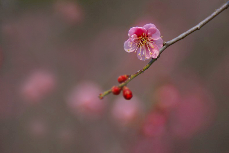 　　花摘み　17