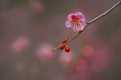 　　花摘み　17