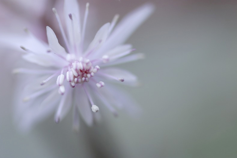 春を呼ぶ花　(3