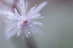 春を呼ぶ花　(3