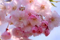 　　　花想い　3