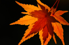 　　　紅葉の詩　　2