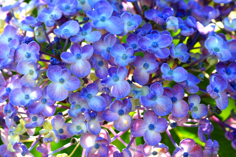 　　　あじさい花模様