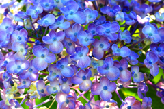 　　　あじさい花模様