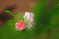 　　　秋薔薇咲いて　　4