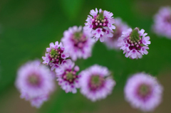 　　花摘み　1 