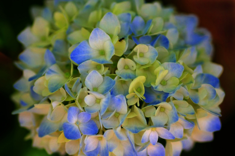 　　　紫陽花の詩　5