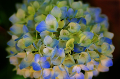 　　　紫陽花の詩　5