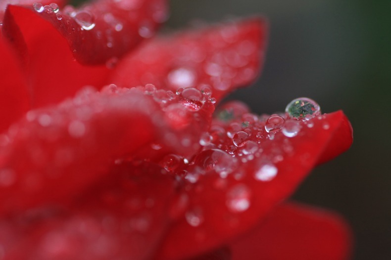 雨の宝石　　3