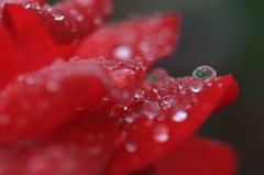 雨の宝石　　3