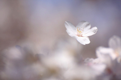 　　霞み桜