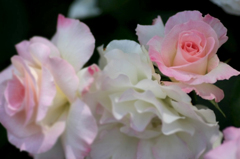 　　　薔薇写　6