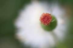 　　花芯も主役