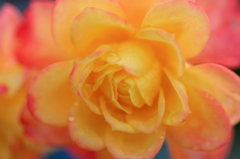 　　　薔薇慕情　　3