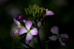 　　　花野辺　1
