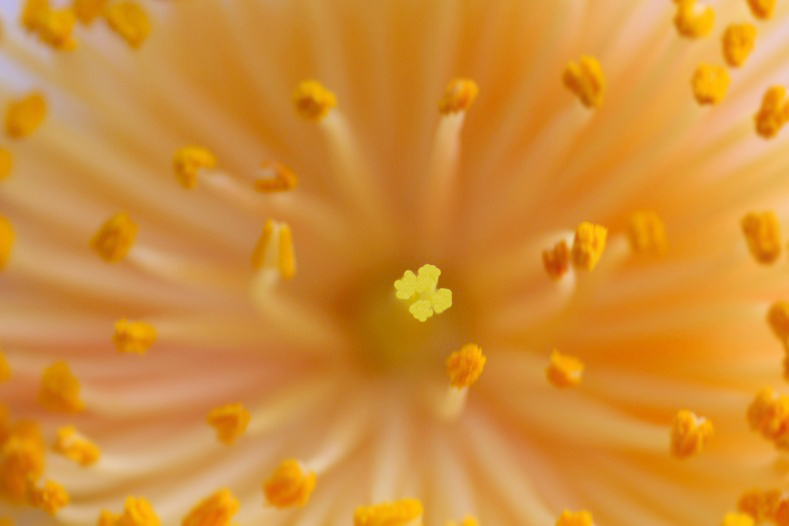 　　花摘み　7