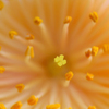　　花摘み　7