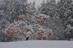 　　降雪に耐える