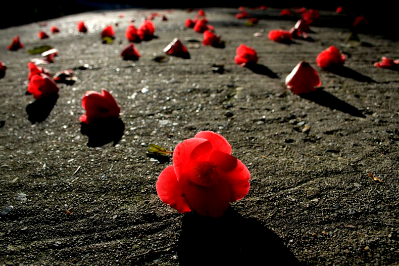 　　落花